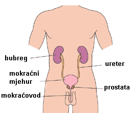 gradja bubrega