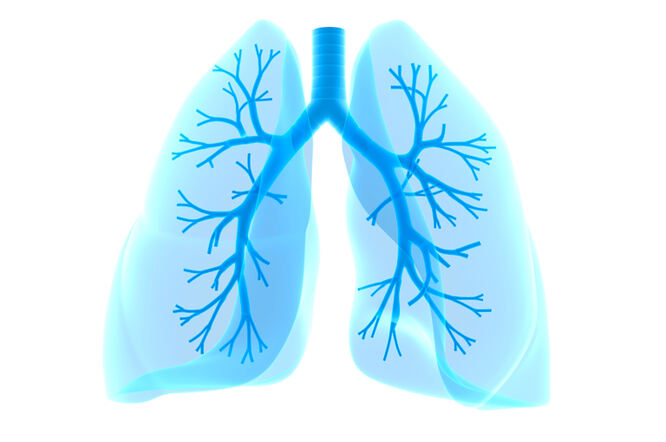 Otkriven mehanizam pomoću kojeg pluća odstranjuju mukus