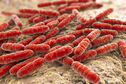 Reguliraju li crijevne bakterije mijelinizaciju živčanih vlakana?