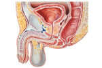 Znakovi i simptomi raka prostate