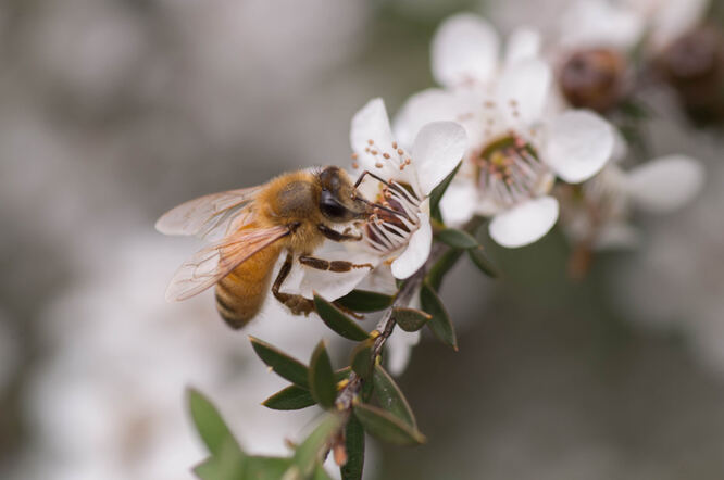 Manuka med