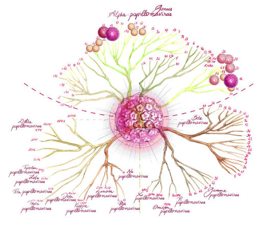 hpv3