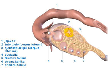 jajnik_i_jajovod_1b
