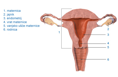 maternica--jajnici-vagina-1