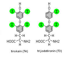 struktura2
