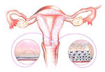 uterus