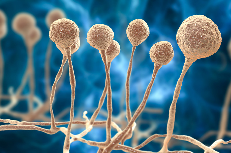 Albumin iz krvi identificiran kao ključna obrana od smrtonosne mukormikoze