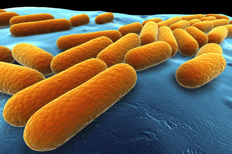 Bacillus subtilis može biti učinkovit u borbi protiv stafilokoka