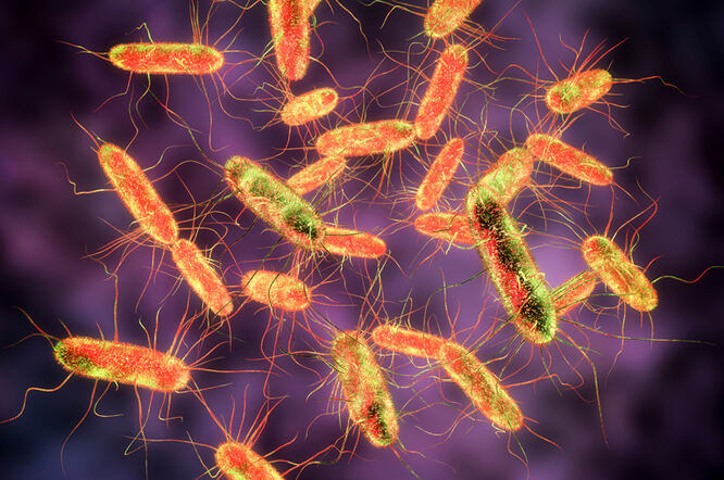 Bakterija iz Afrike odolijeva gotovo svim antibioticima