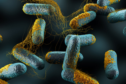 Bakterije iz roda Clostridium mogu spriječiti razvoj alergije na hranu
