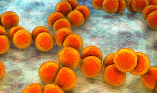 Bakterijski enzim povezan sa srčanim komplikacijama kod upale pluća