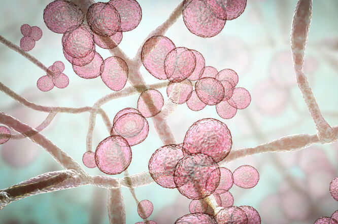 Candida albicans povećava agresivnost melanoma