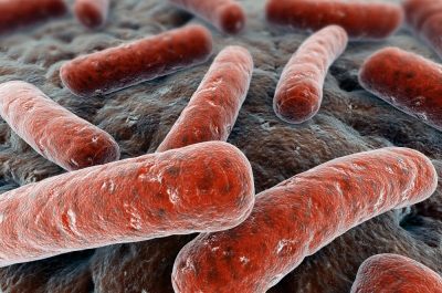 Crijevne bakterije bitne za razvoj imunosnog sustava