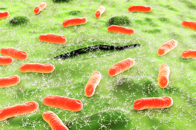Crijevne bakterije i prehrana s triptofanom mogu imati zaštitnu ulogu protiv patogene E. coli