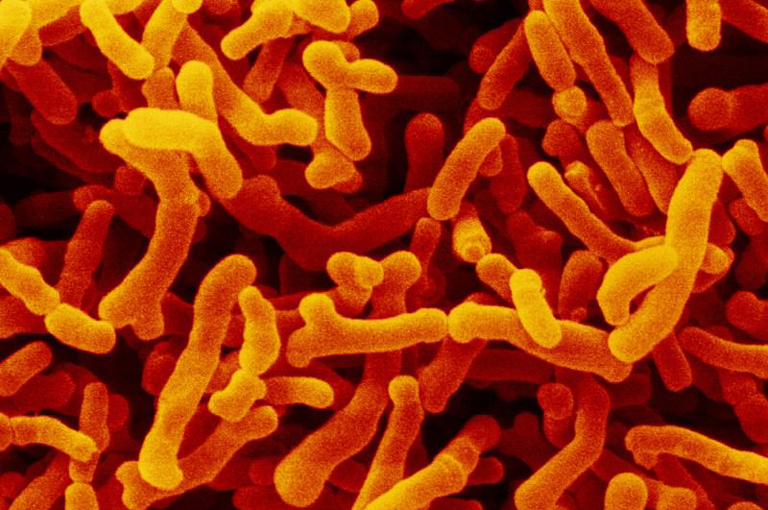 Crijevne bakterije mogu uzrokovati rijetke alergije na hranu kod djece