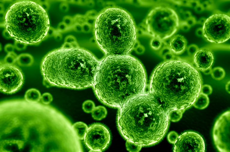 Crijevne bakterije određuju koristi vlakana kod pacijenata s celijakijom