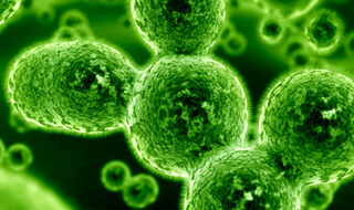 Crijevne bakterije određuju koristi vlakana kod pacijenata s celijakijom