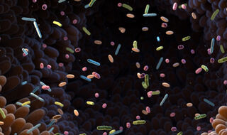 Crijevne bakterije proizvode spojeve koji jačaju imunitet kao odgovor na tetracikline