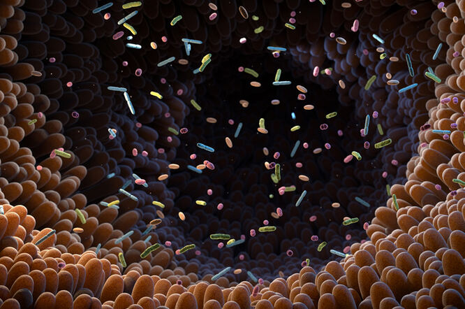 Crijevne bakterije proizvode spojeve koji jačaju imunitet kao odgovor na tetracikline