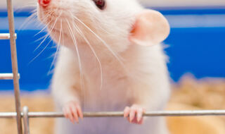 Dob oblikuje napredovanje melanoma i imunološki odgovor