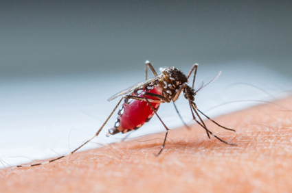 "Dobre" bakterije mogu spriječiti prijenos malarije