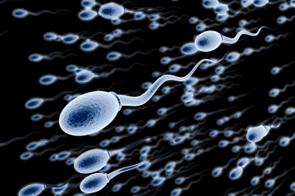 Dužina spermija povezana s plodnošću muškaraca