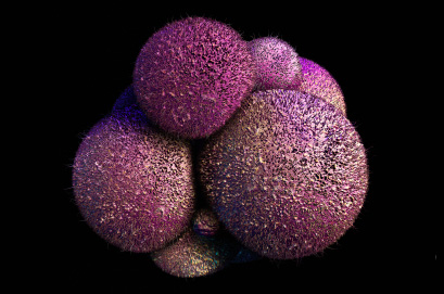 Embriji žena koje puše sporije se razvijaju