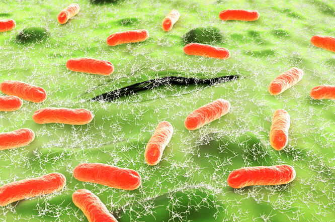 Escherichia coli iz peradi može uzrokovati ozbiljne urinarne infekcije