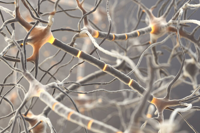 Grelin ključni regulator novih živčanih stanica u mozgu odrasle osobe