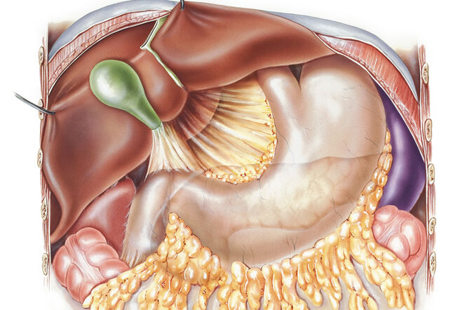 Identificiiran signalni put u stanicama jetre povezan s fibrozom