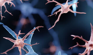 Imunološke stanice mozga reguliraju stvaranje novih neurona kod odraslih