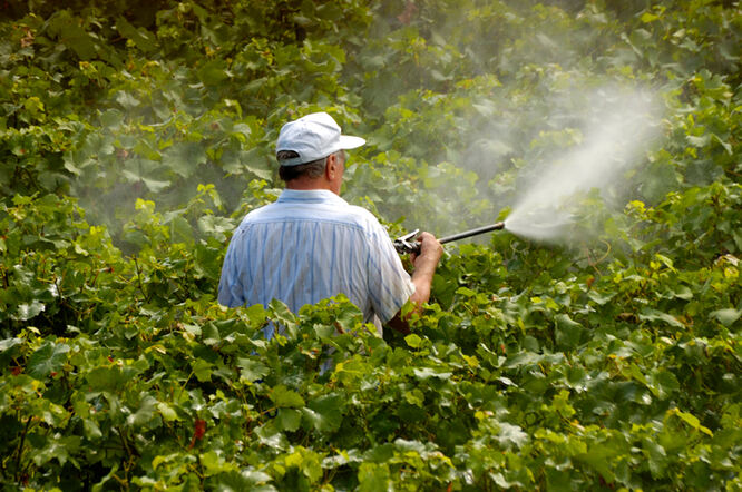 Izlaganje pesticidima povećava rizik od moždanog i srčanog udara