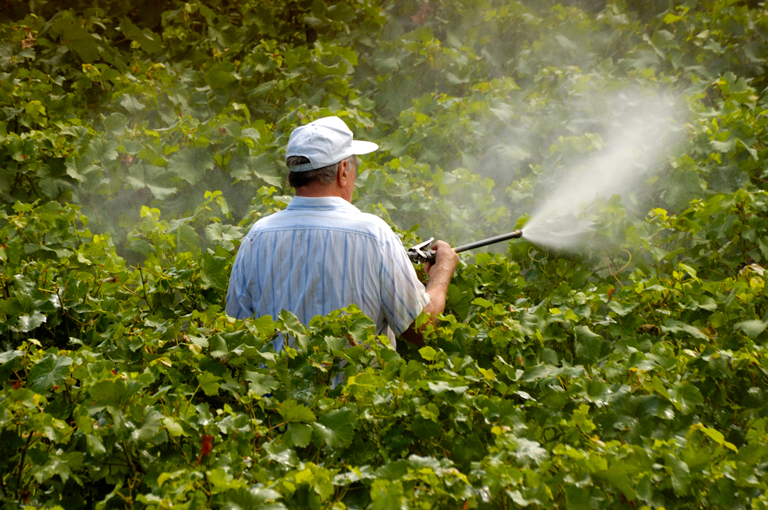 Izloženost pesticidima povezana s povećanim rizikom od kronične bubrežne bolesti