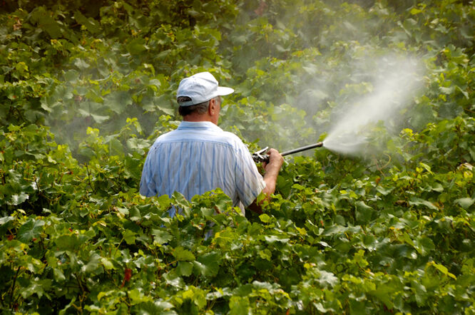 Izloženost pesticidima povezana s povećanim rizikom od kronične bubrežne bolesti