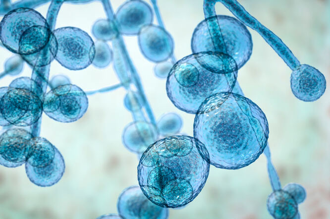 Kako mikrobiom crijevnih gljivica može utjecati na zdravlje