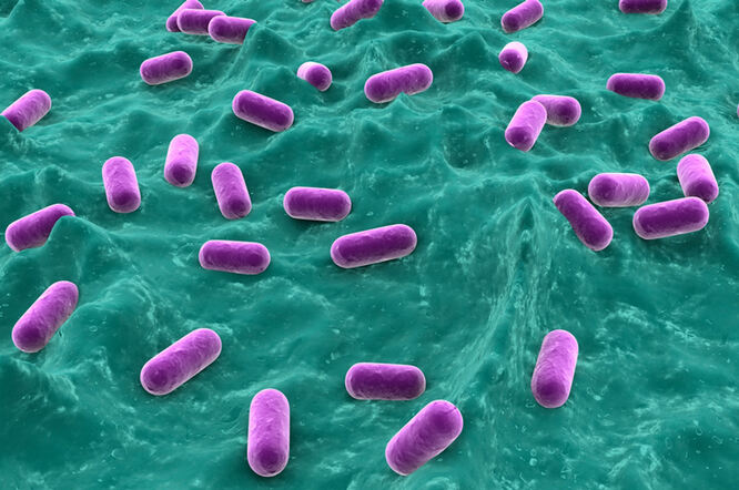 Kako prehrana i probiotici mogu poboljšati učinkovitost cjepiva