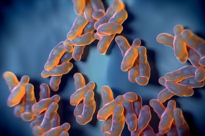 Kako se borit protiv infekcija Campylobacterom