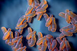 Kako se borit protiv infekcija Campylobacterom