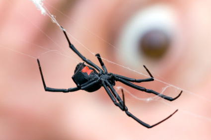 Kod arahnofobije pauci izgledaju veći nego što jesu