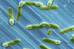 Koktelom "dobrih bakterija" protiv Clostridium difficile 