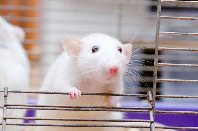Kombiniranom terapijom može se izliječi rak gušterače kod miševa