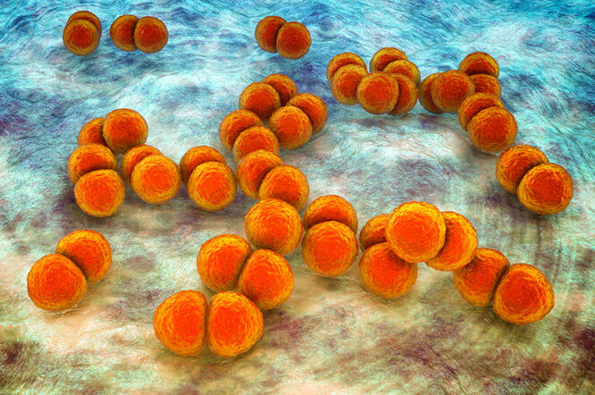 Metaboliti Streptococcus anginosusa potiču rak želuca