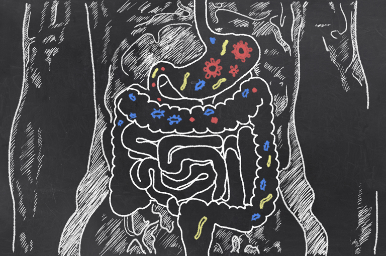 Mikrobiom crijeva izravno oblikuje sastav ljudskog imunološkog sustava