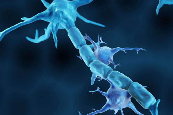 Mikroglija pomaže u zaštiti leđne moždine od oštećenja povezanih sa starenjem