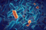 Mikroplastika potiče otpornost bakterija na antibiotike