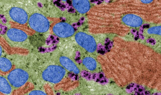 Mitohondrijska aktivnost održava dendritične stanice spremnima za borbu protiv bolesti