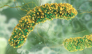 Modificirana bakterija Listeria pojačava urođeni imunitet protiv raka