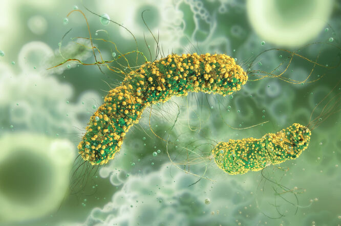 Modificirana bakterija Listeria pojačava urođeni imunitet protiv raka