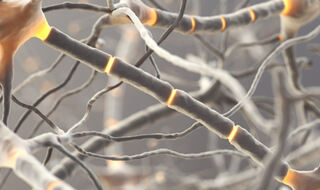 Mutacije kalcijevih kanala ometaju rani razvoj mozga i uzrokuju epilepsiju