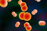Na sjeveru Engleske u jeku epidemija super-gonoreje